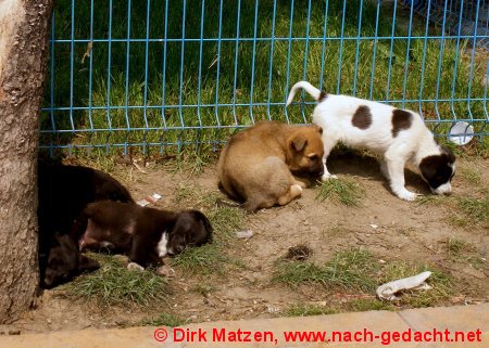 Bukarest, Hundefamilie