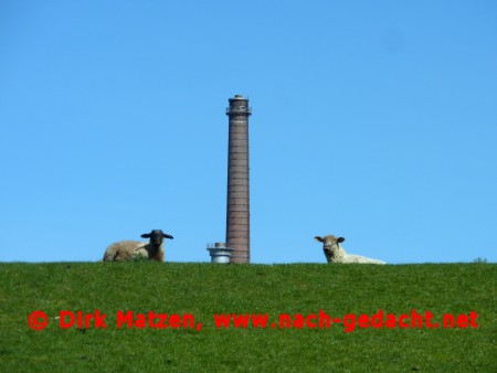 Cyclassics 2011, Schafe bei Glckstadt