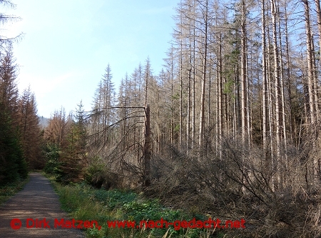 Waldsterben am Harz
