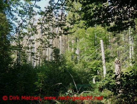 Sterbender Wald hinter dem Laubbumen