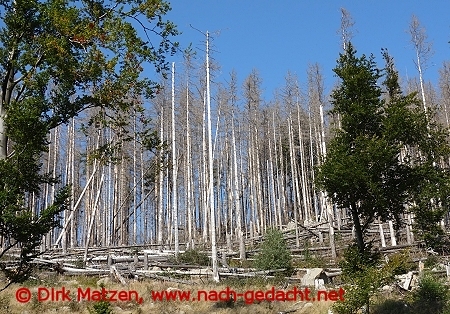 Toter Wald an den oberen Ilsefllen