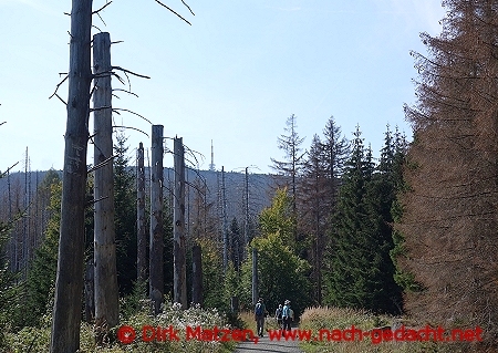 Wald am Wanderweg zum Brocken