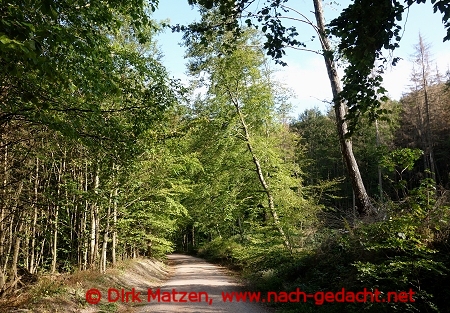 Laubbume bei Ilsenburg