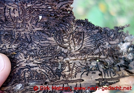 Brutbild-Spuren des Borkenkfers in Baumrinde