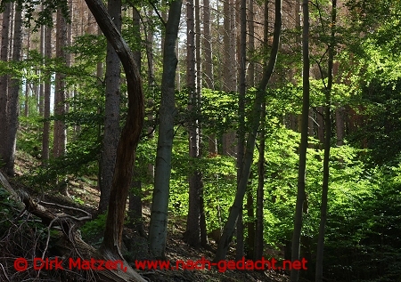 Wald unweit von Ilsenburg