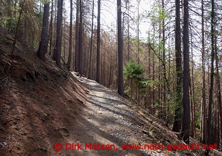 Weg zum Ilsestein