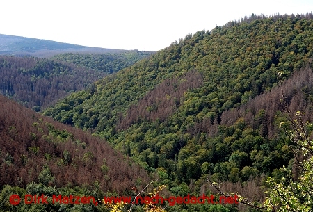 Blick auf das Ilsetal