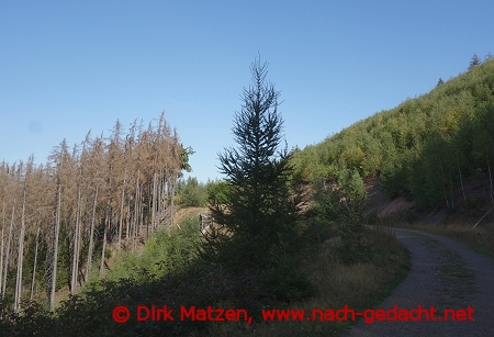 Alter und neuer Wald