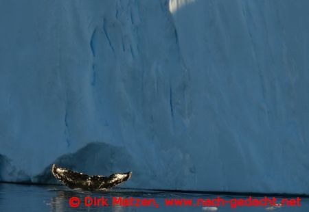 Walfluke vor Eisberg