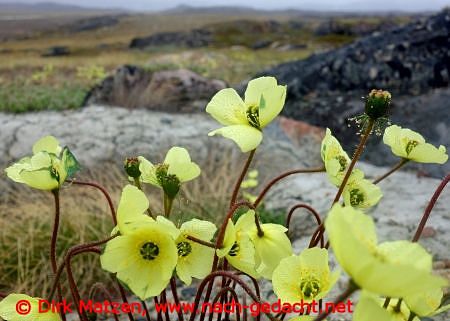 Blumen am Wegesrand in Grönland