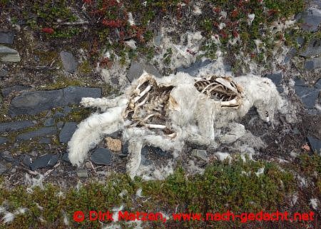 Ilulissat toter Polarfuchs