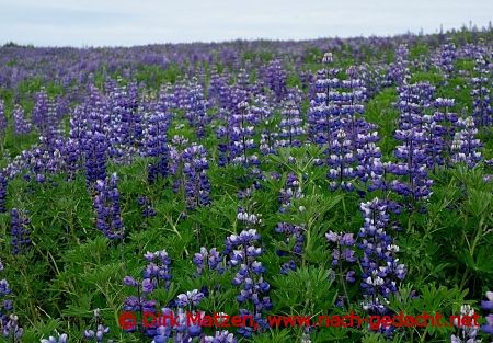 Alaska-Lupinen auf Island