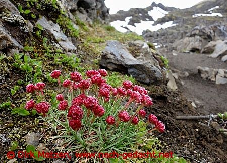 Blumen am Wegesrand
