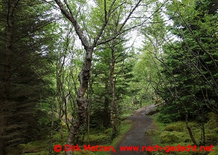 Reykjavik, Wald