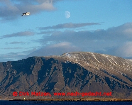 Island Berge Mond Möwe