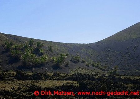 Lanzarote, Palmen am Montana Ortiz