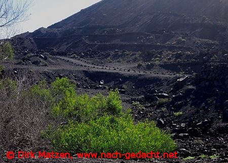 Lanzarote, grner Strauch am Vulkan