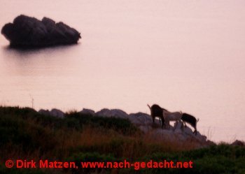 Menorca, Revier von wilden Ziegen