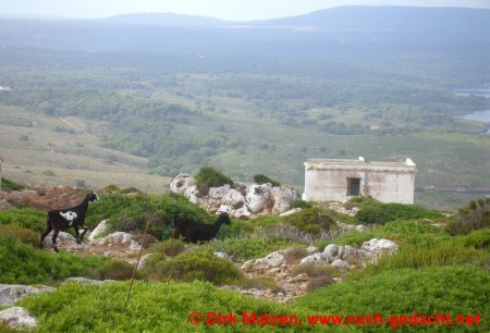 Menorca, Mola de Fornells - Ziegenparadies
