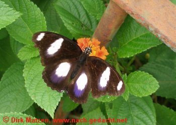 Mumbai/Bombay, Schmetterling