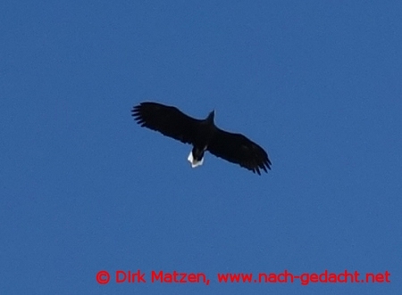 Seeadler in der Luft