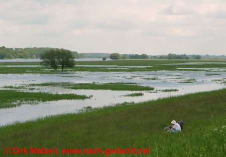 Rast am Oderhochwasser