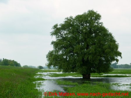 Baum im Wasser der Oder