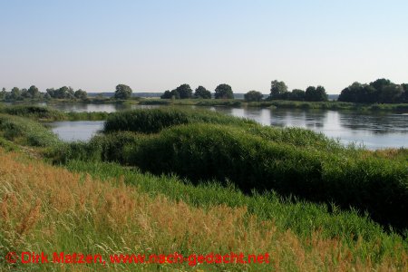 Oder zwischen Kienitz und Gro Neuendorf