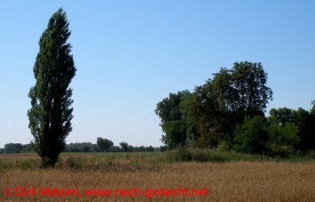 Oderbruchlandschaft bei Kienitz Nord