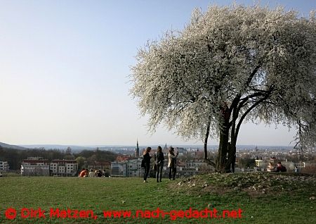 Krakau, blhender Baum auf dem Kopiec Krakusa