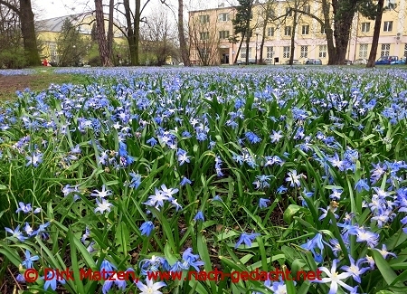 Lodz, blaues Bltenmeer