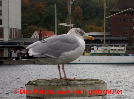 Flensburg, Mwe im Hafen