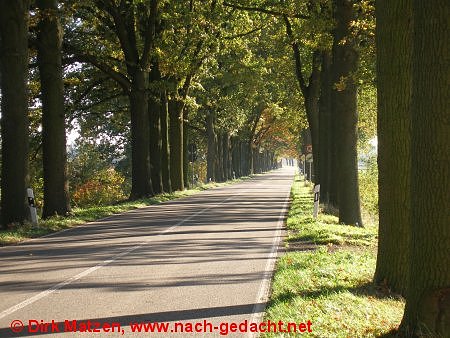 Allee bei Gaarz