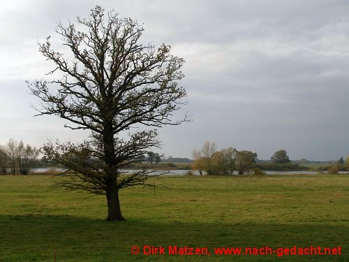 Radweg an der Elbe bei Ltkenwisch