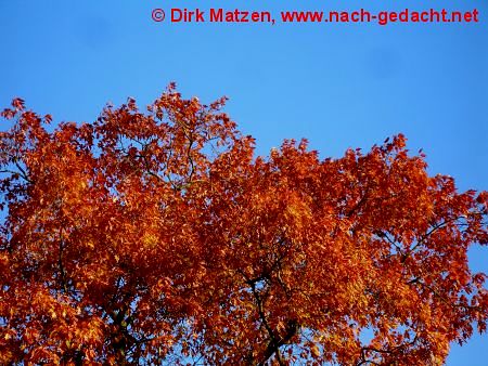 Herbstverfrbung