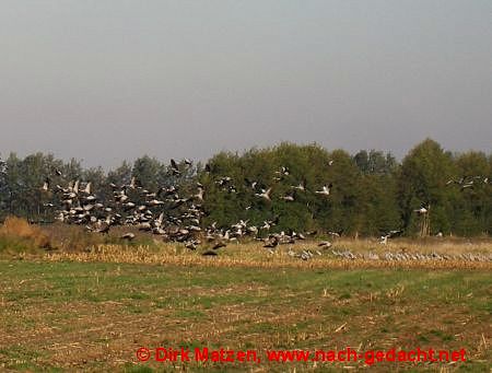 Kraniche auf Feld