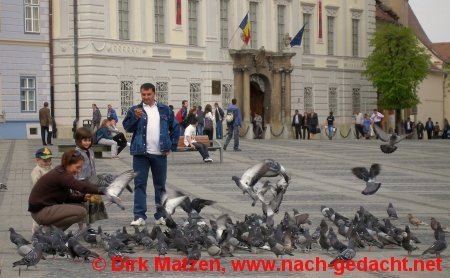 Sibiu, Hermannstadt - Tauben auf der Piaţa Mare