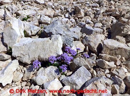 Blume an Felsen