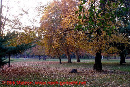 Budapest, Herbst im Stadtwldchen