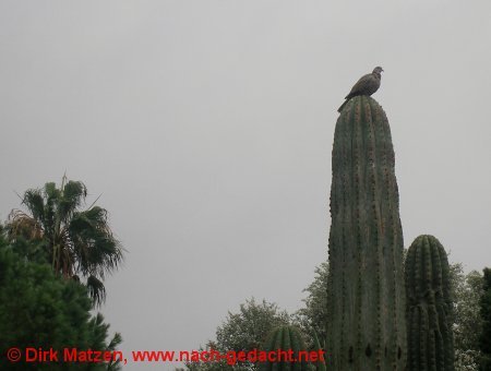 Valencia, Taube auf Kaktus