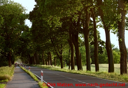 Radtour nach Witnica, Baumbestandene Straße