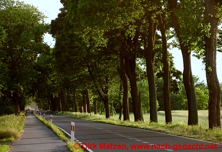 Radtour nach Witnica, Baumbestandene Strae