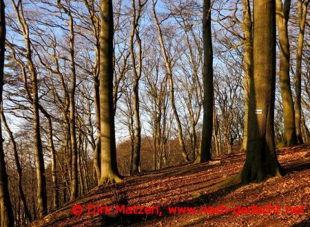 Wolin Wanderung Buchenwald