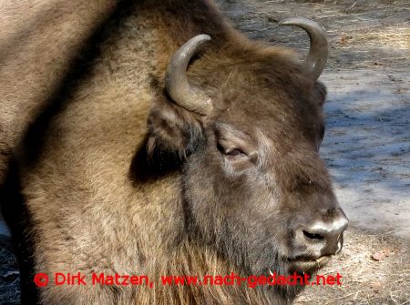 Wisent