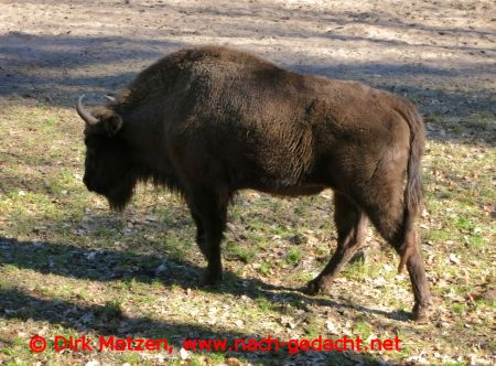 Wisent