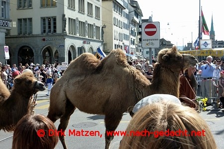 Zürich Kamele